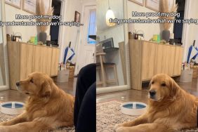 Golden Retriever is attentive and listens to his owners in viral Instagram video