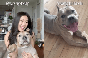 dog adoption video