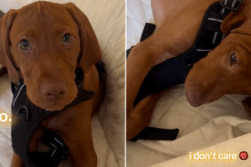 puppy harness video