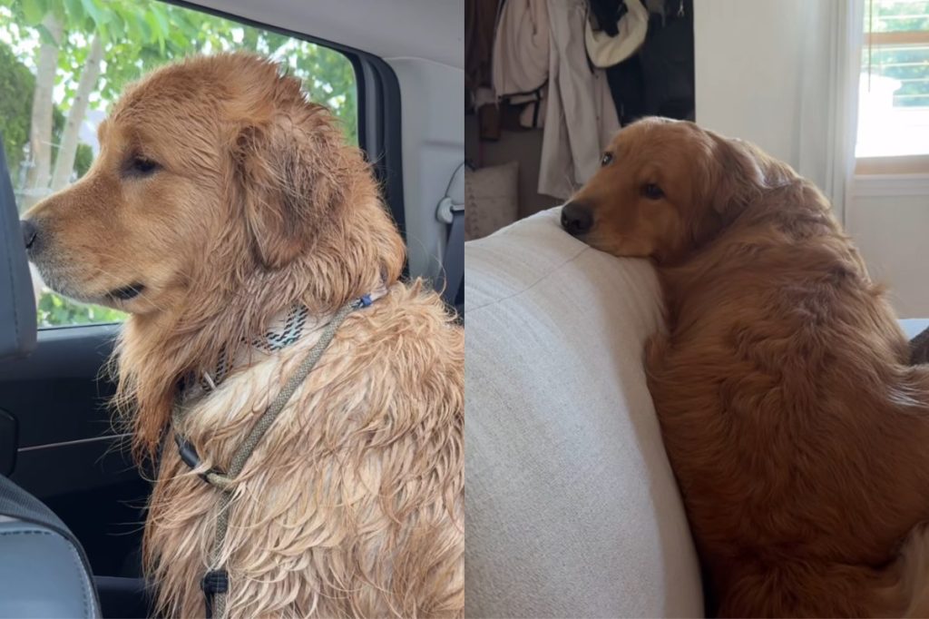 Golden Retriever dog video