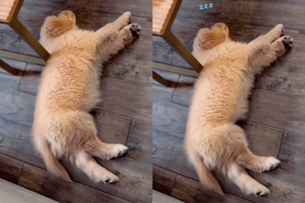 Golden Retriever puppy video