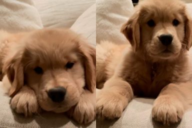 Golden Retriever puppy voice video