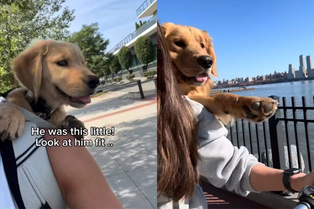 puppy dog backpack video