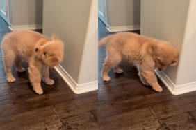 Golden Retriever puppy video