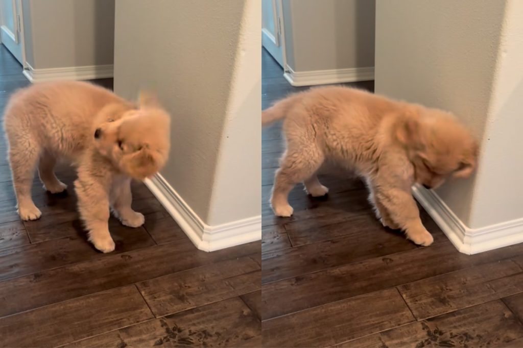Golden Retriever puppy video