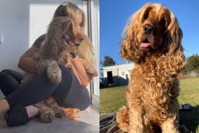 Cocker Spaniel birthday video