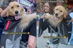 Golden Retriever backpack video