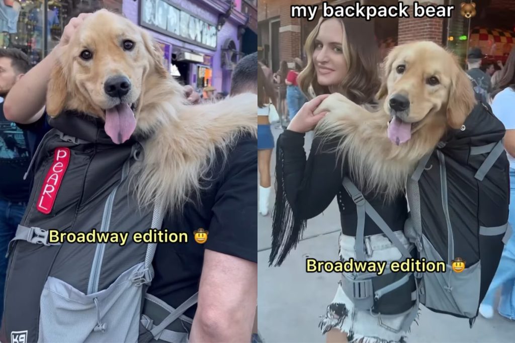 Golden Retriever backpack video