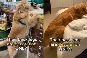 Golden Retriever back legs video