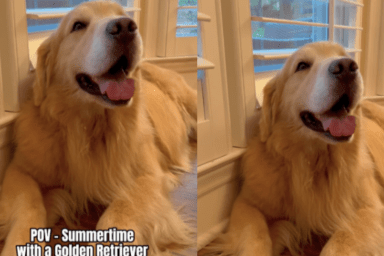 Golden Retriever summer video