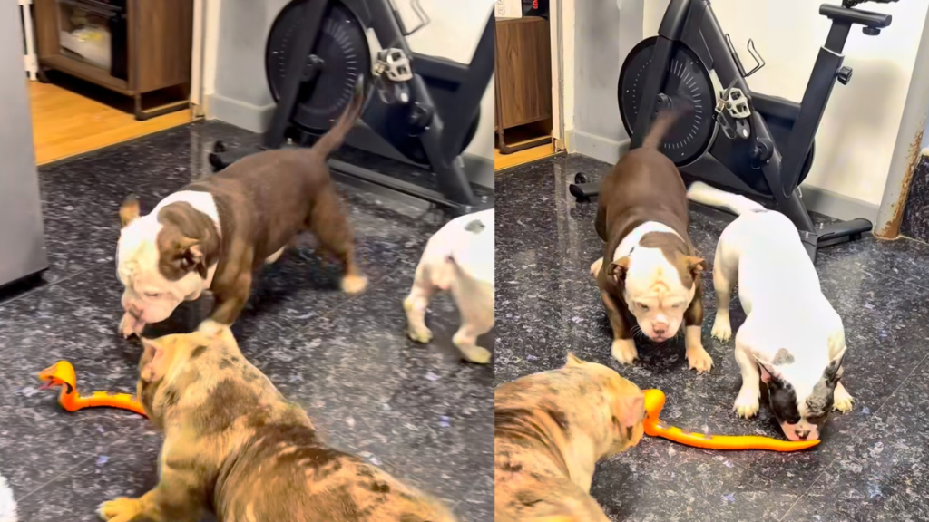 American Bullies video