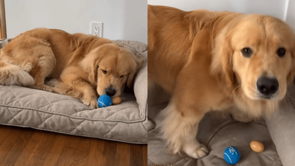 Golden Retriever egg video