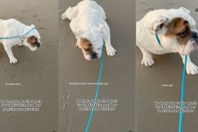 Instagram video shows dog walking like 'salamander' at the beach