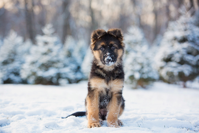 Puppies in the snow!