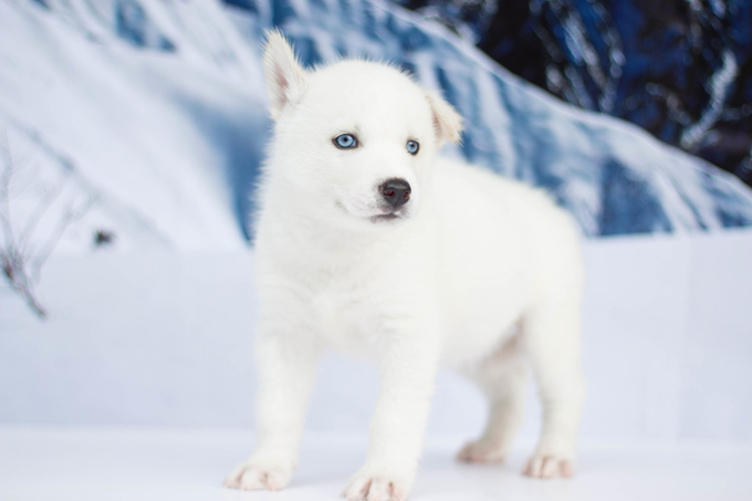 Puppies in the snow!