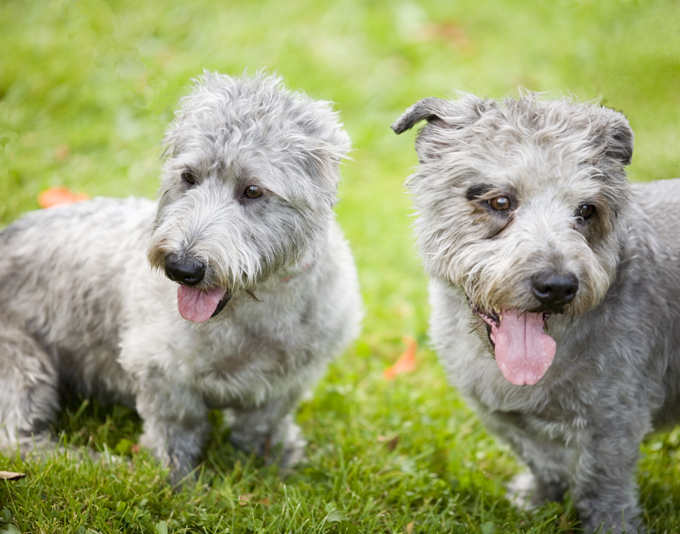 Glen Of Imaal Terrier 