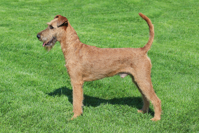 Irish Terrier