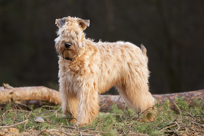 Soft Coated Wheaten Terrier