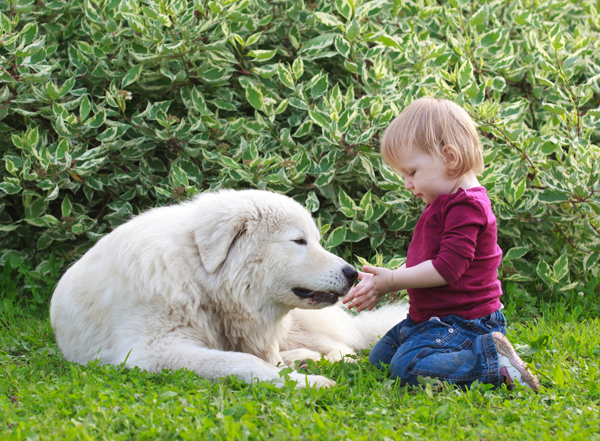 Kids & Dogs