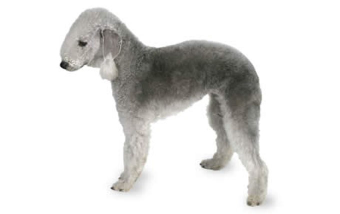 Bedlington Terrier