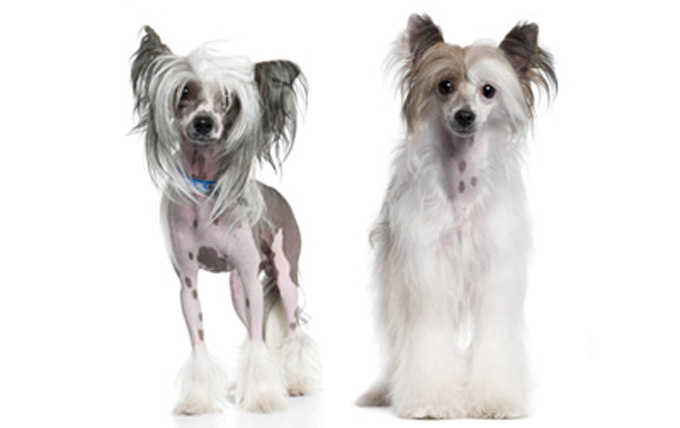 Chinese Crested