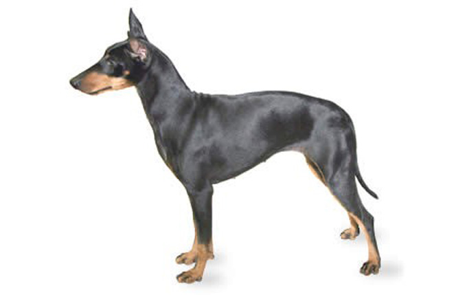 Manchester Terrier