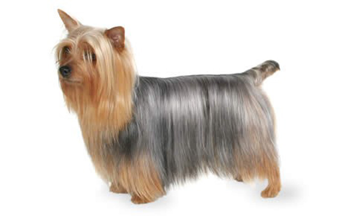 Silky Terrier