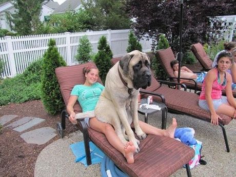 Lounge Chair For Two