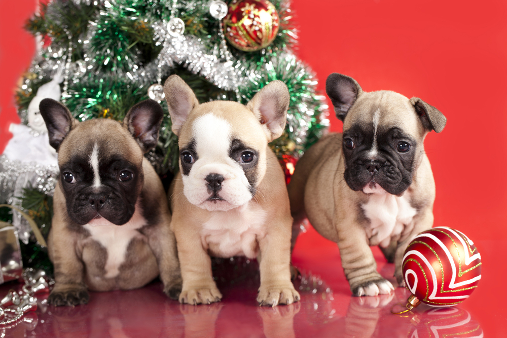 We Three Pups Want Presents