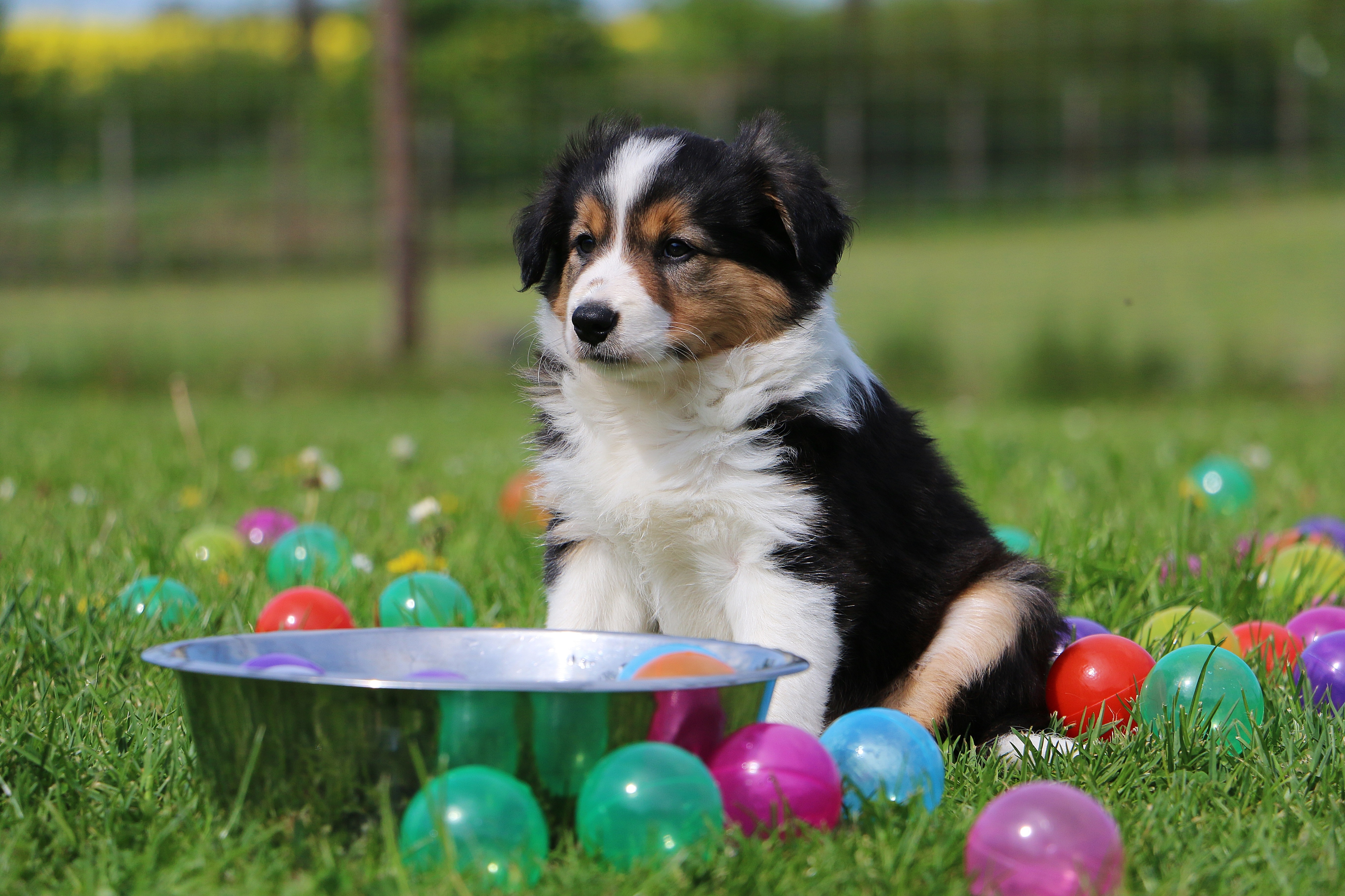 Easter Dog And Puppy Pictures