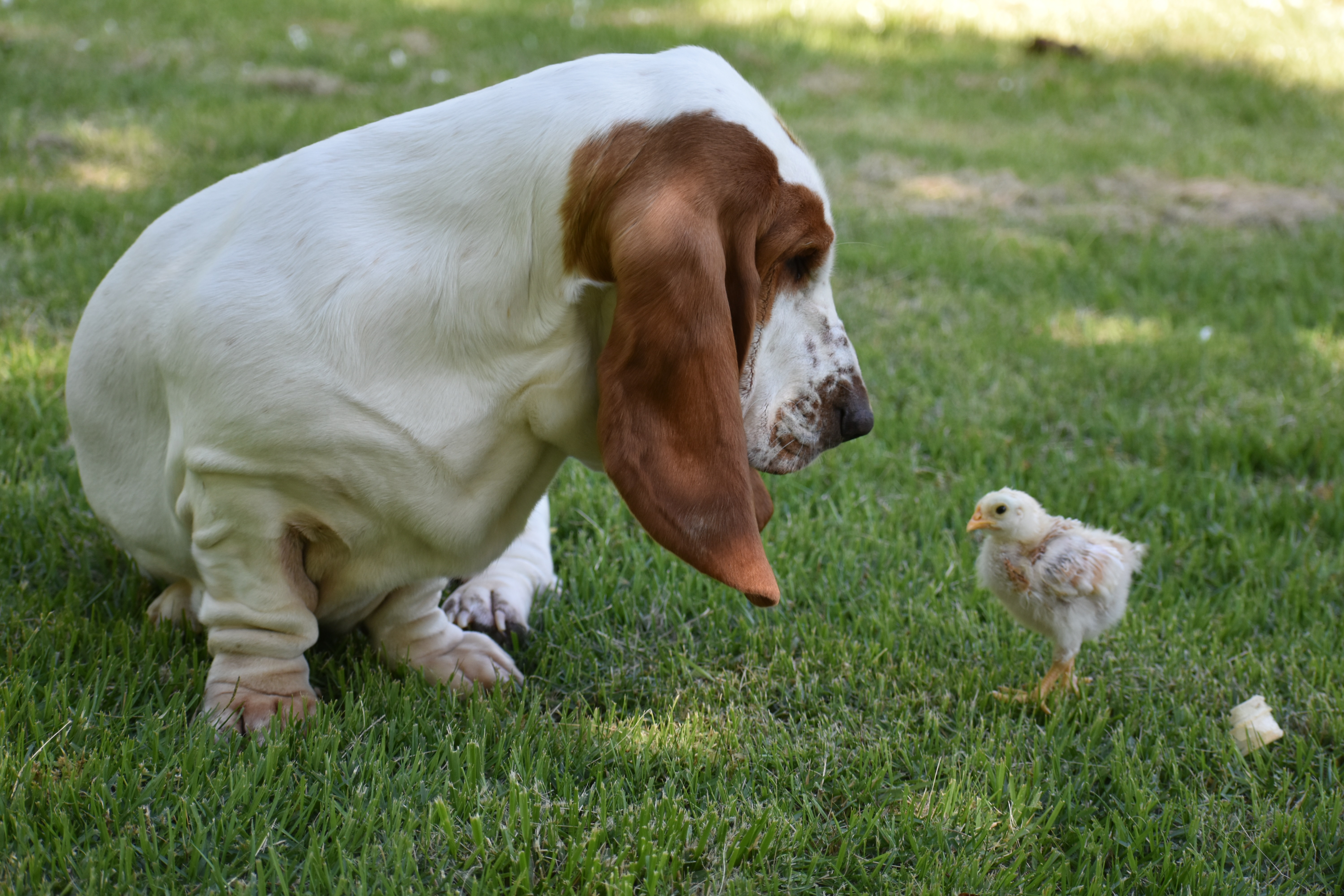 Easter Dog And Puppy Pictures