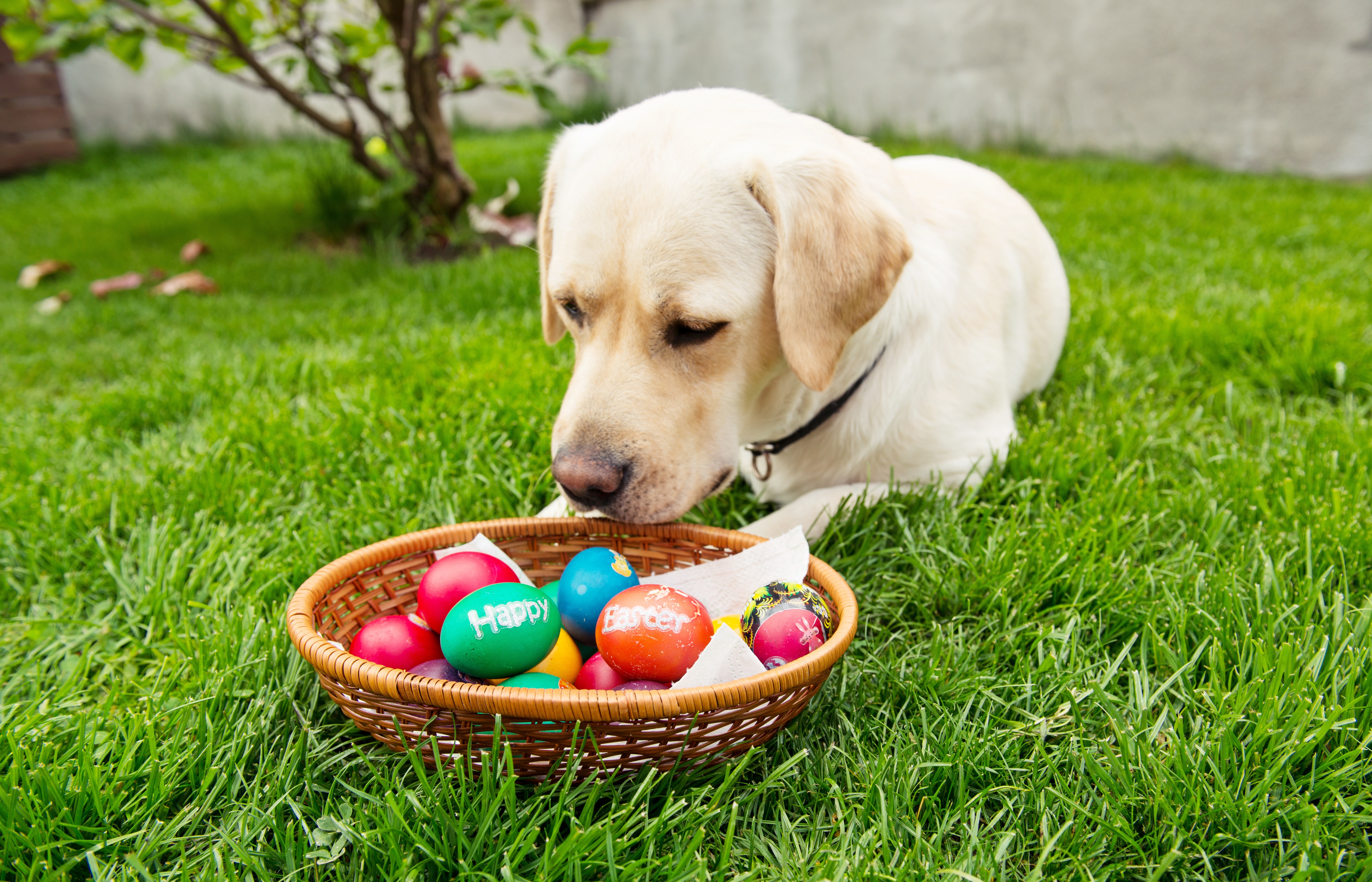 Easter Dog And Puppy Pictures