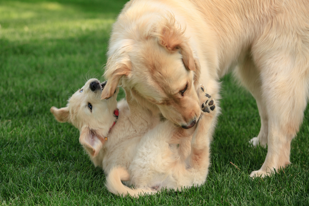 Happy Mother's Day: Mama Dogs And Their Puppies