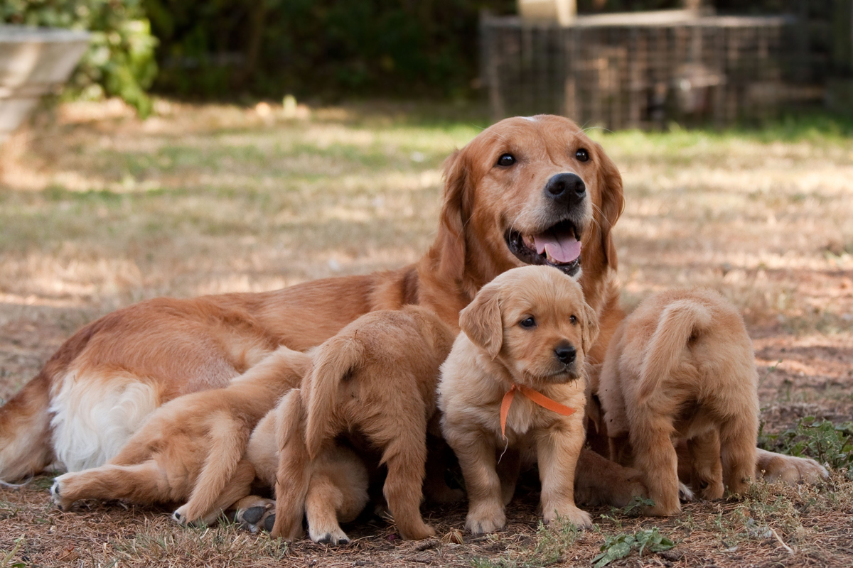 Happy Mother's Day: Mama Dogs And Their Puppies