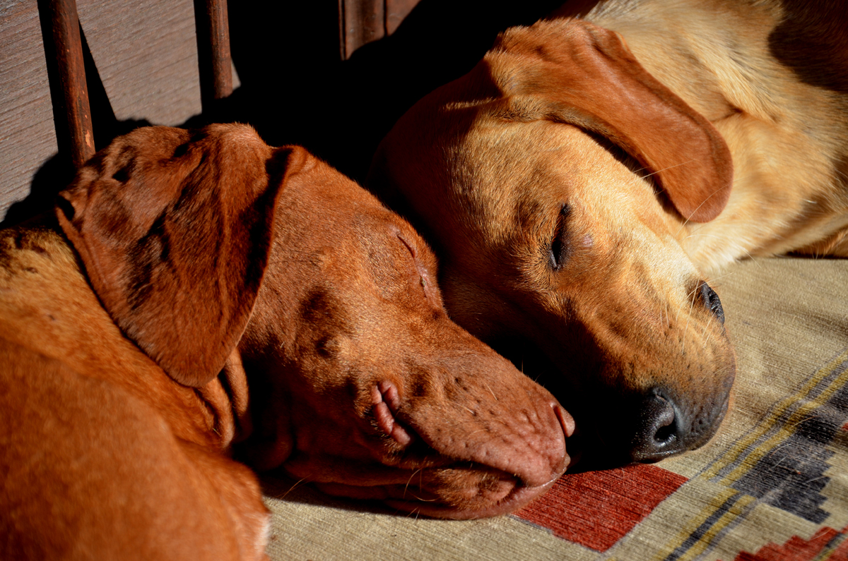 Happy Mother's Day: Mama Dogs And Their Puppies