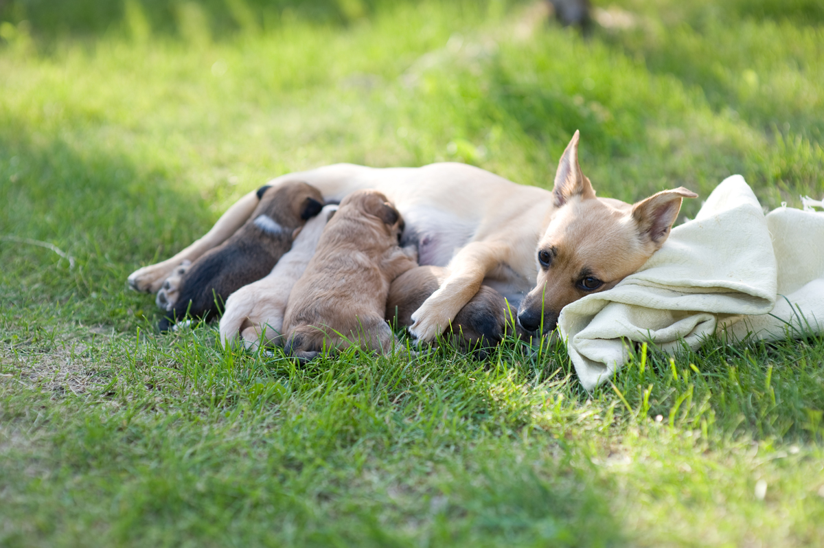 Happy Mother's Day: Mama Dogs And Their Puppies