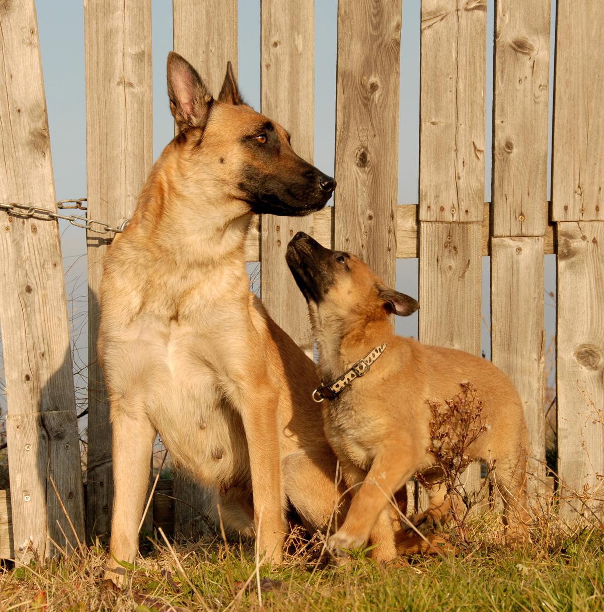 Happy Mother's Day: Mama Dogs And Their Puppies