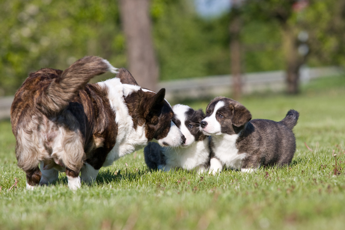 Happy Mother's Day: Mama Dogs And Their Puppies