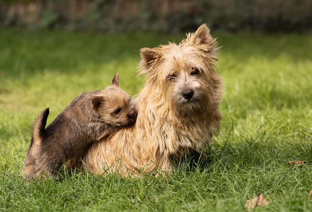 Mother's Day: Mama Dogs And Their Puppies