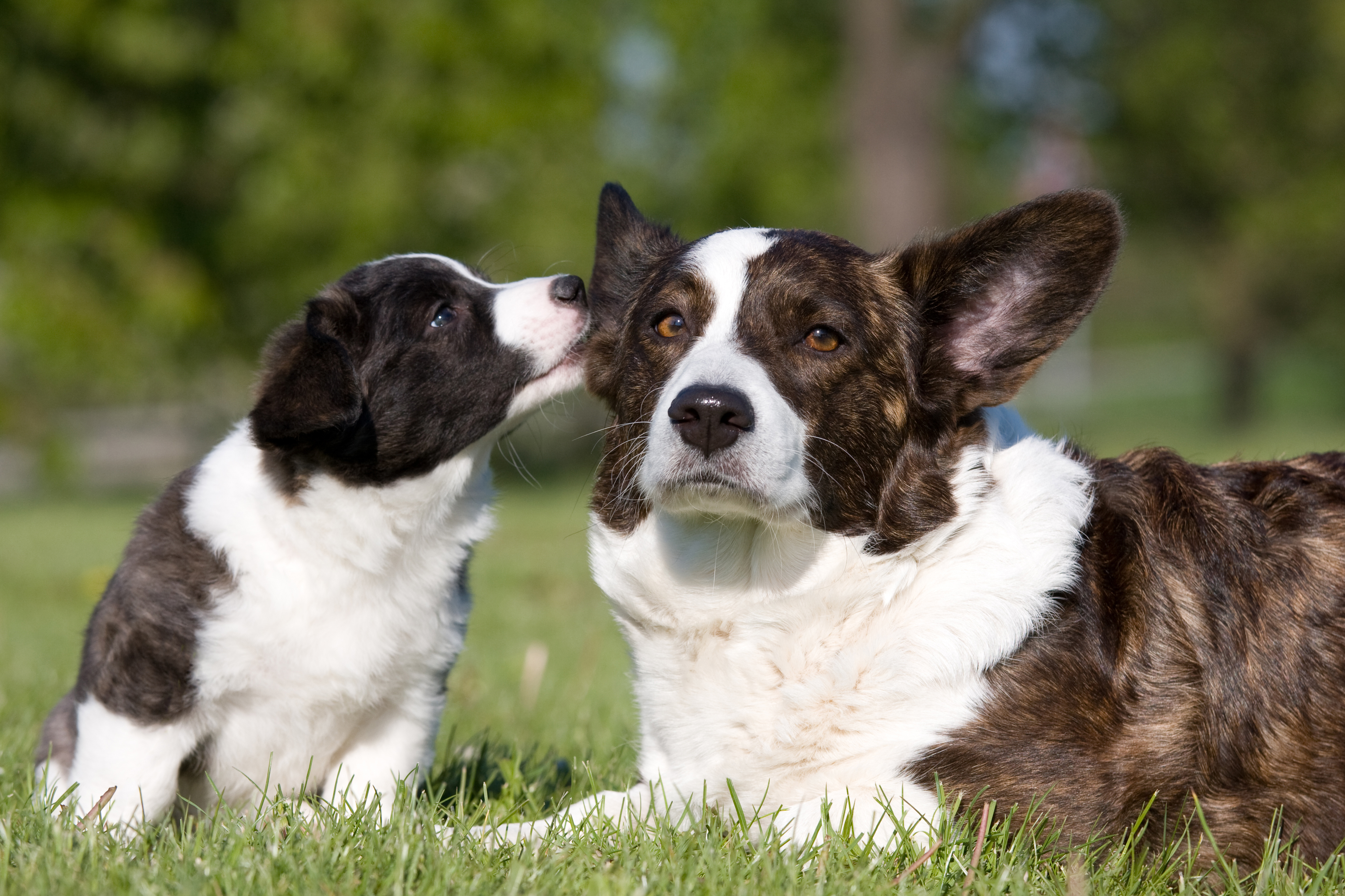 Mother's Day: Mama Dogs And Their Puppies