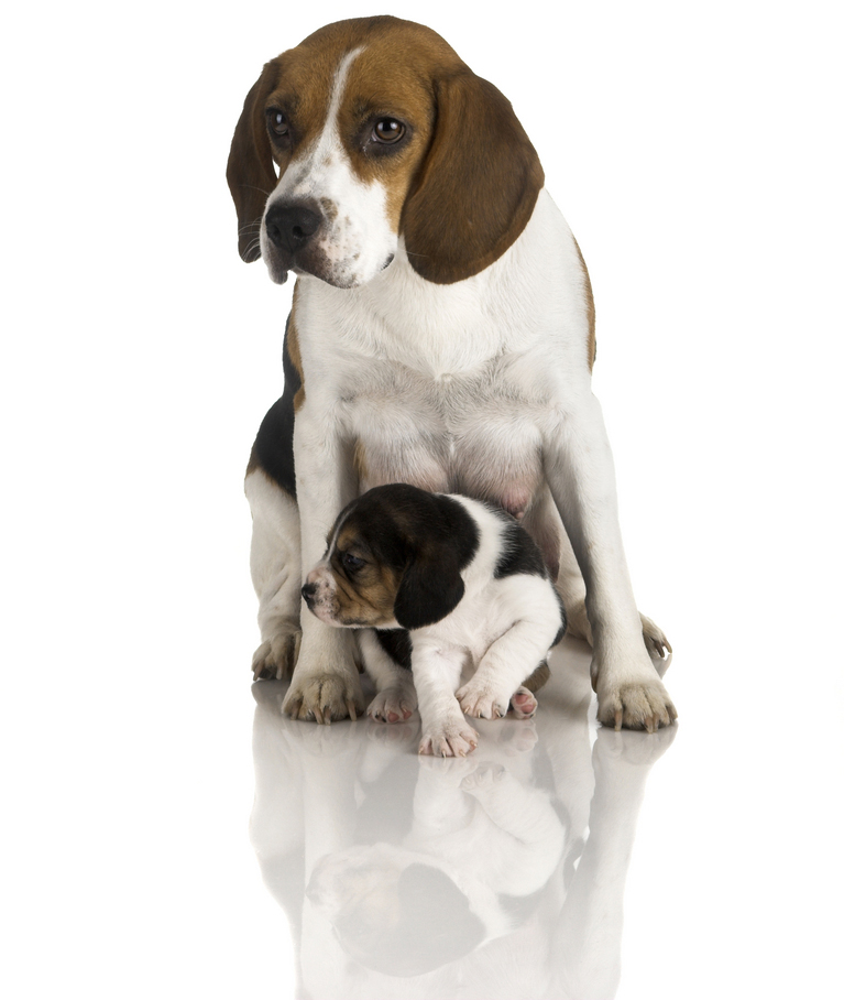 Mother's Day: Mama Dogs And Their Puppies