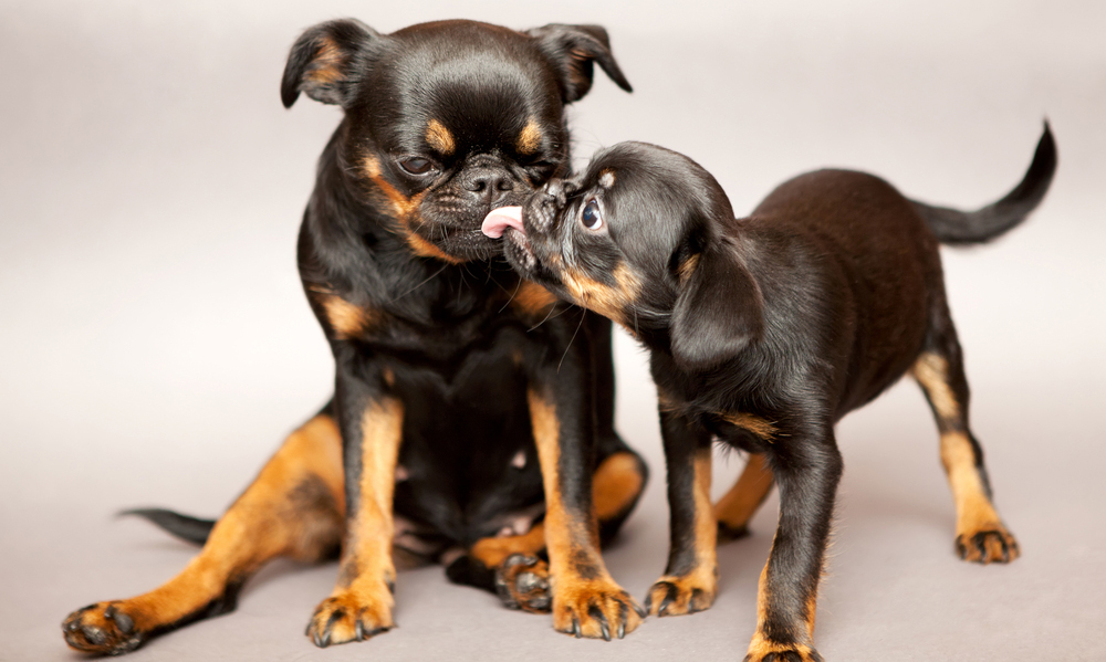 Mother's Day: Mama Dogs And Their Puppies