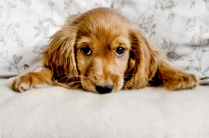 Spaying or neutering your dog can help prevent certain types of cancer.