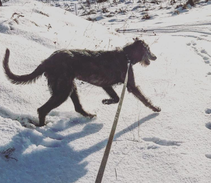 Velvet the Wolfhound