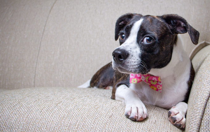 Dapper dog. 