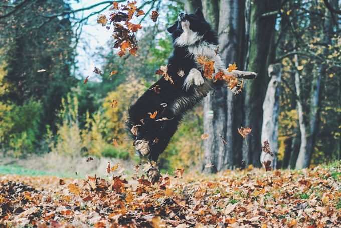 Dogs Loving Fall 