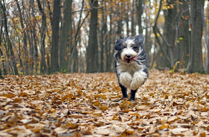 Dogs Loving Fall 