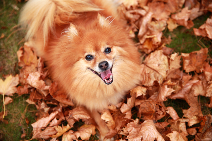 Dogs Loving Fall 