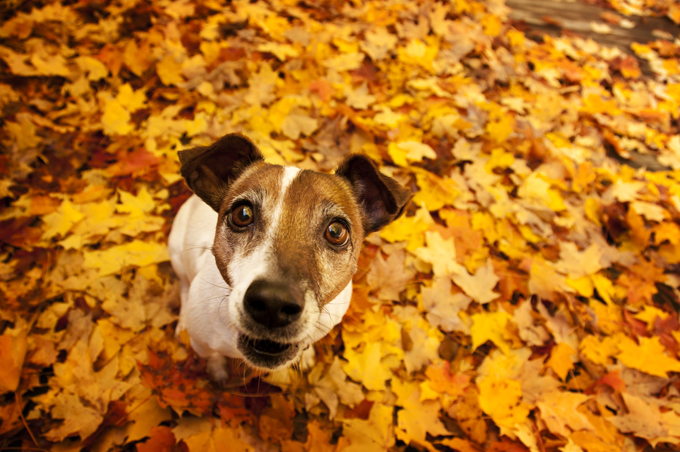 Dogs Loving Fall 