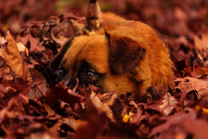 Dogs Loving Fall 